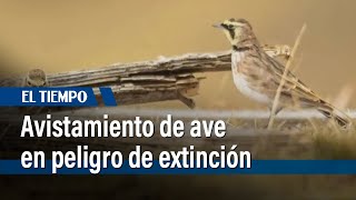 Avistamiento en Soacha de especie de ave en peligro de extinción  El Tiempo [upl. by Ahouh]