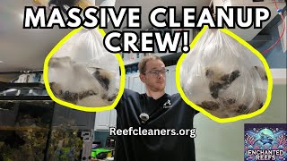 Massive Cleanup Crew Unboxing 2000 Snails amp Crabs for the 1000Gallon Reef Tank [upl. by Schertz849]