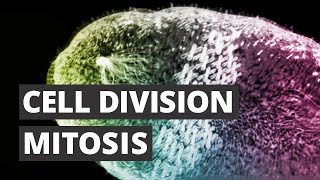 Cell Division  Mitosis 3d medical animation [upl. by Palladin]