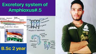 Excretory system of Amphioxus  BSc 3rd Year Zoology 5th Semester 2nd paper [upl. by Attenweiler]