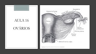Videoaula 16 Ovário [upl. by Esmerolda]