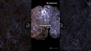 How Stress Messes with Your MemoryStressAndMemory Amygdala facts science [upl. by Cirdor]