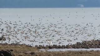 Dunlin and swans Feb 6 2024 Jensens Fir Island WA [upl. by Pawsner132]