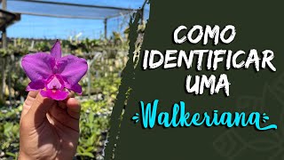 Como identificar uma Walkeriana feiticeira e muitas florações Orquídea [upl. by Flavius]