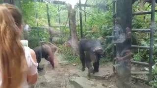 Funny chimpanzees having a little fight part 2 [upl. by Nirret]