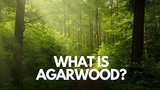 What is Agarwood Its benefits and uses [upl. by Nylsirhc]