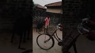 Bol me Bala बकरी comedy comedyandfunmyfirsttrainranonme shortfeed [upl. by Nirehtak101]