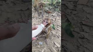 Cute baby monkey monkeyvideo bandar 009405 [upl. by Aicinad]