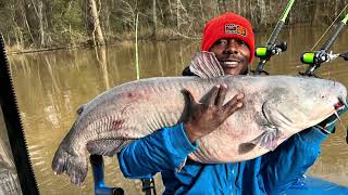 Feb 2023 Congaree River Two Beautiful Blue Catfish released 🎣🔥 [upl. by Murdock895]