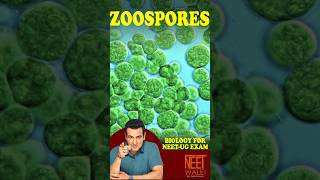 What are Zoospores Zoospore Formation In Algae  Asexual Reproduction neet ncertbiology science [upl. by Tu]