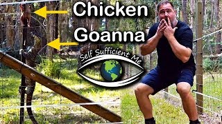 Goanna Got Chicken Rabbit Got Shock VLOG [upl. by Aerdno559]