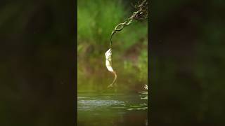 Battle of the dragon 🐲💪😱hubsunitedragodhayomotojawdroppingshots nature predatorfish arwana [upl. by Assylem]