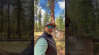 Gigantic Tree In La Pine La Pine Oregon State Park Revealed lapineoregon lapine [upl. by Eva]