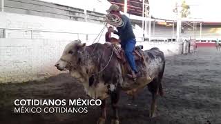 Las mejores técnicas de floreo y piales en burro y toro [upl. by Attah274]