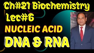 Ch21 Lec6  Nucleic Acid Biochemistry Class 12 Types DNA amp RNA Nucleotides [upl. by Faxon45]