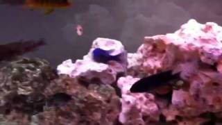 Malawi Cichlid 240 litre tank [upl. by Idet]