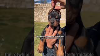 The three dog recommend protect your family canecorso guardlife guarddogs dog rottweiler [upl. by Packston]