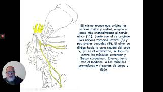 Plexo Braquial 2da parteanato 1 19° video unidad 3 [upl. by Eicam]