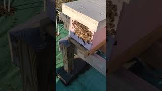 Varroa mite treatment with oxalic acid in our vaporizer [upl. by Alidis]