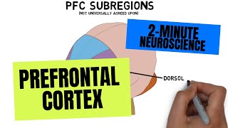 2Minute Neuroscience Prefrontal Cortex [upl. by Kesley]