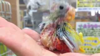 当店人工孵化！キキョウインコ・イエローレッドベリードオパーリン インコ専門店ペありー Turquoisine Parakeet Dilute Redfronted Opaline [upl. by Fital719]