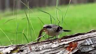 Loggerhead Shrike juvenile with lizard [upl. by Selwyn]