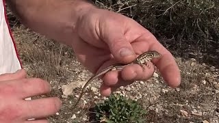 Un precioso macho de lagartija coliroja acanthodactylus erythrurus [upl. by Yobybab]