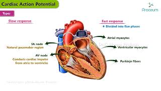 Action Potential in Cardiac Muscle  Cardiac Physiology  Electrophysiology [upl. by Kcirtapnhoj]