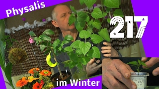 Physalis im Winter Rückschnitt und Stecklinge machen [upl. by Innej]