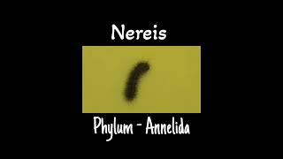 Specimen of phylum Annelidanereis  Nereis of phylum Annelida  Impeccable science [upl. by Olive800]