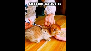 Kitty is protected now  🐈🐈🐈  cat vacation injection kitten care [upl. by Ahtebbat]