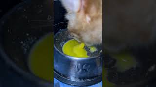 Real life Garfield eating egg yolk asmr [upl. by Enirahtak]