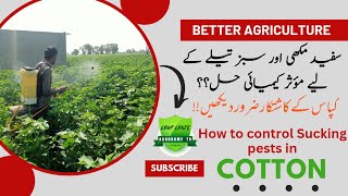 Best Insecticides for Whitefly Control A MustWatch  Crop Craze [upl. by Ateekan]