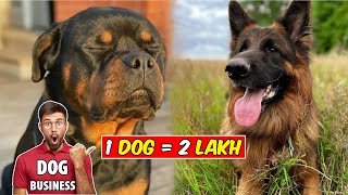 Dog Farming Business  How To Start Dog Breeding Business [upl. by Oiril]