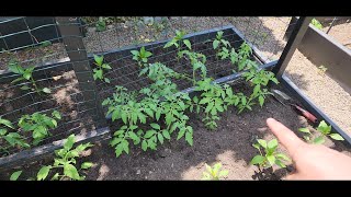 An Update On My Peppers Tomatoes And Planting Them In My 4x8 Raised Bed [upl. by Alberta423]