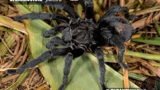 Brazilian Black Tarantula Mating  Grammostola pulchra [upl. by Dylana36]