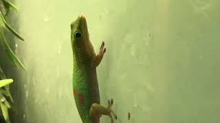 Phelsuma Laticauda Goudstofdaggekko bij Welle Diertotaal [upl. by Gen433]