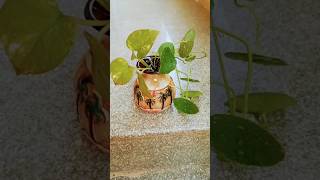 Water Plant  Hydrocotyle verticillata and Money Plant  shorts indoor creativity Pennywort [upl. by Ahsieker776]