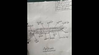 AmphioxusLanceletdiagram zoologypracticalbscmsc phylumchordataviralshorts [upl. by Nangatrad]