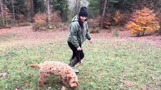 Brady  labradoodle in training 4 months old [upl. by Akisej164]