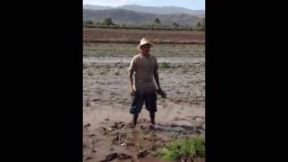 SIEMBRA DE ARROZ EN ZAPOTITAN EL SALVADOR [upl. by Ahsilet]