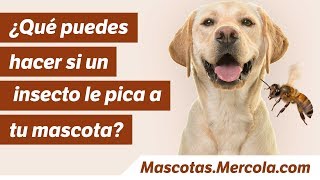 ¿Qué puedes hacer si un insecto le pica a tu mascota [upl. by Somar]