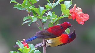 藍喉太陽鳥Mrs Goulds Sunbird [upl. by Ikkir]