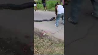 Catching a big snake in Guyana 🇬🇾 pleasesubscribe guyana berbice snakevideo snake [upl. by Gierc]