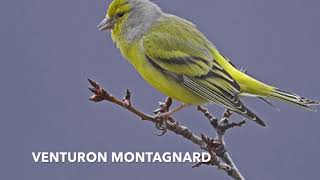 CHANT DU VENTURON MONTAGNARD [upl. by Daron]