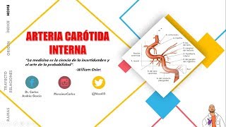 Anatomía  Arteria Carótida Interna Origen Trayecto Porciones Ramas [upl. by Allimaj526]