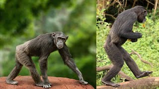 Did Bipedalism Evolve in the TREES [upl. by Nirik203]