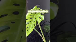 How to get big fenestration on Monstera leaves 🌿 [upl. by Oijimer811]