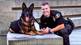 Police Dog Shot in Line of Duty Reunited with Cop  Good Morning America  ABC News [upl. by Leo]