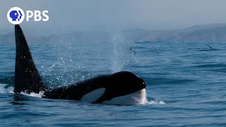 How Orcas Hunt Dolphins [upl. by Verda533]